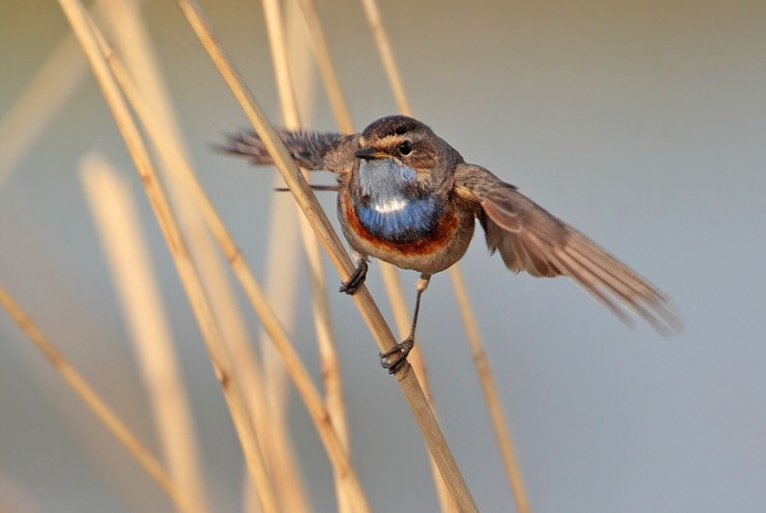 White-spotted Bluethroat
