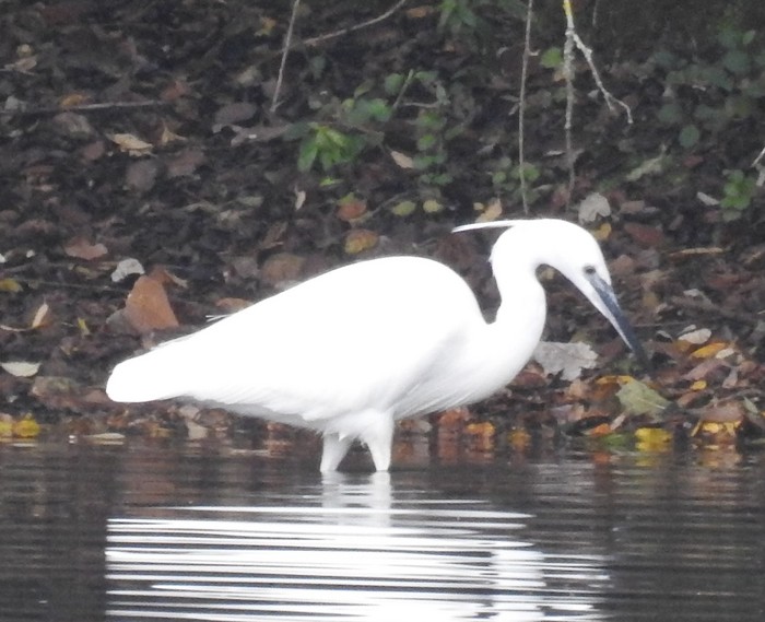 Little Egret