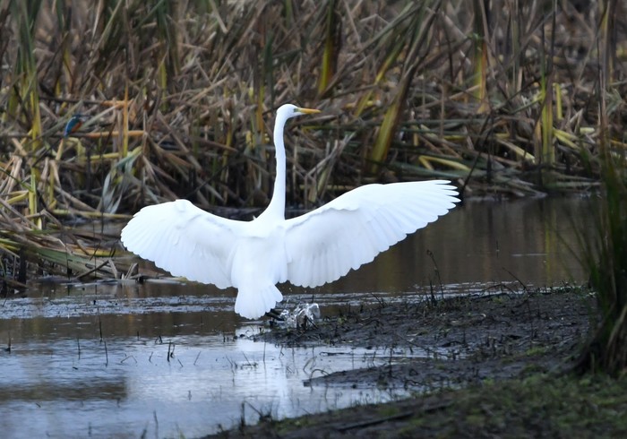 Great White Egret