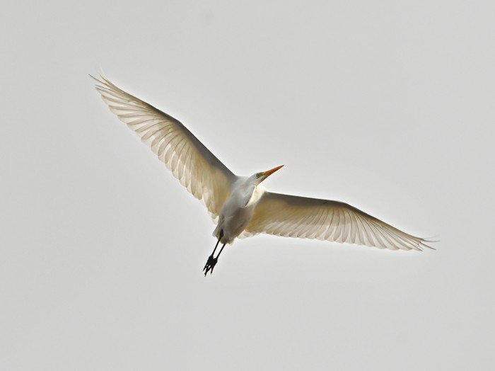 Great White Egret