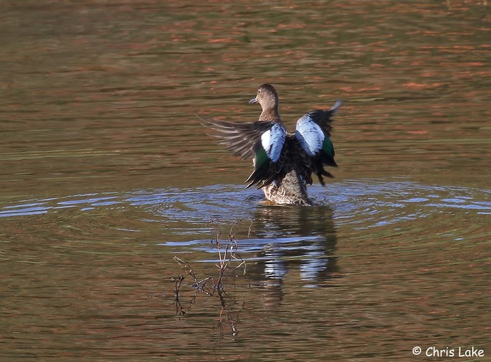 Blue-winged Teal