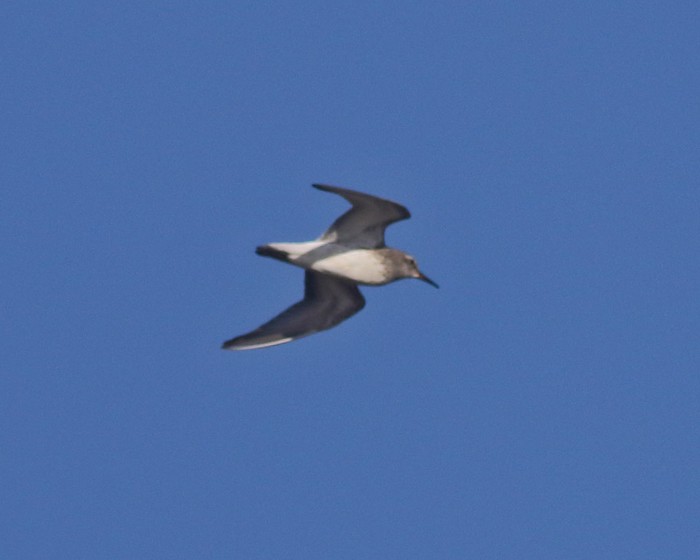 White-rumped Sandpiper