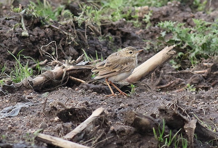 Paddyfield Pipit
