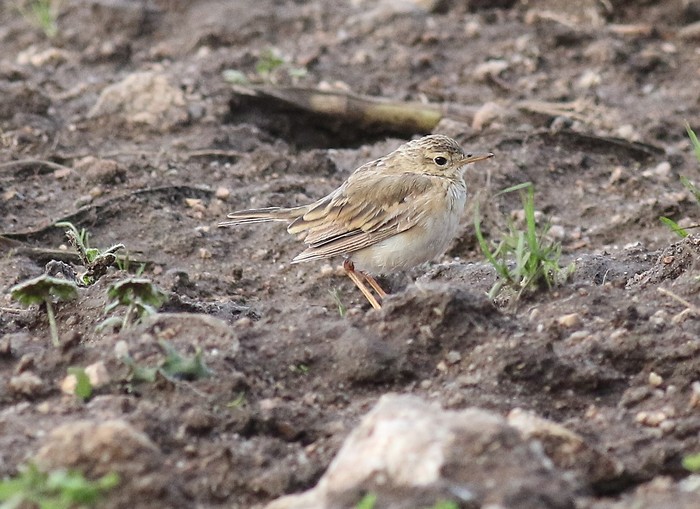 Paddyfield Pipit
