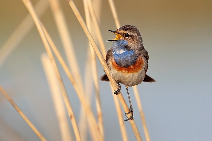 White-spotted Bluethroat