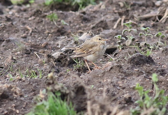 Paddyfield Pipit