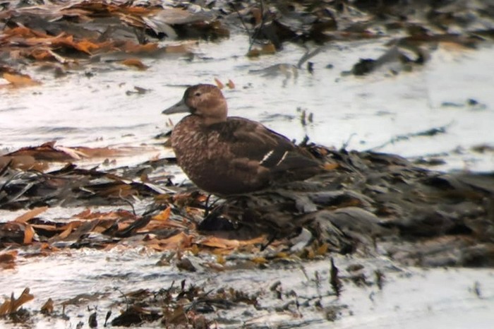 Steller's Eider