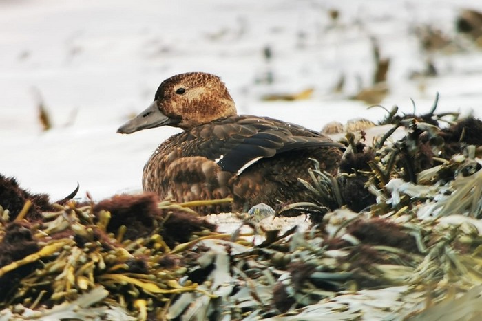 Steller's Eider