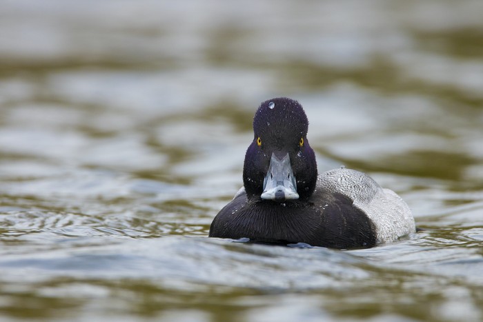 Lesser Scaup