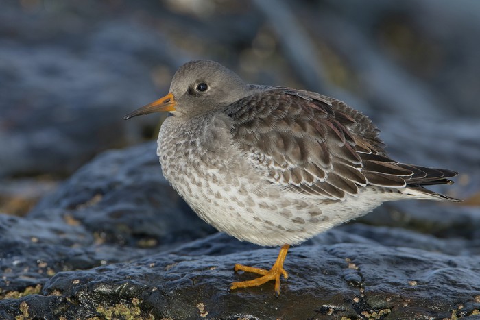 Purple Sandpiper