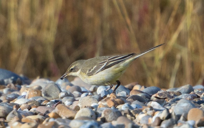 Eastern Yellow Wagtail