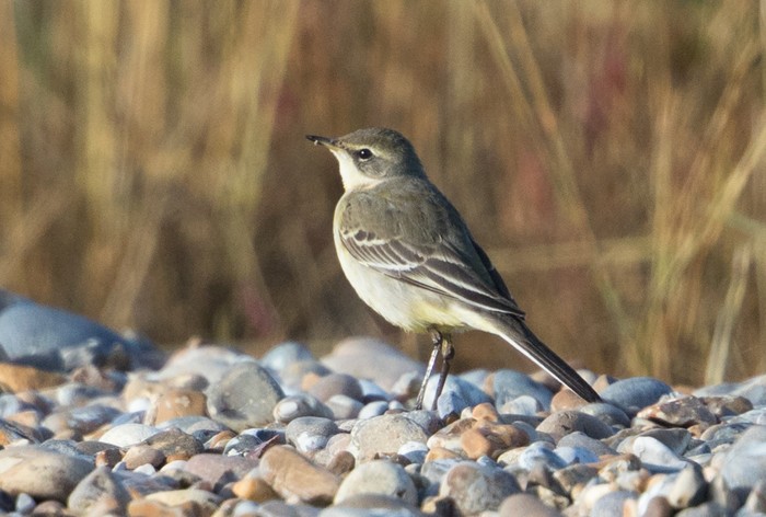 Eastern Yellow Wagtail