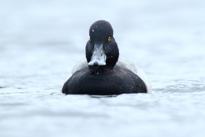Lesser Scaup