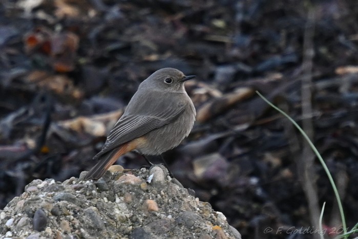 Black Redstart