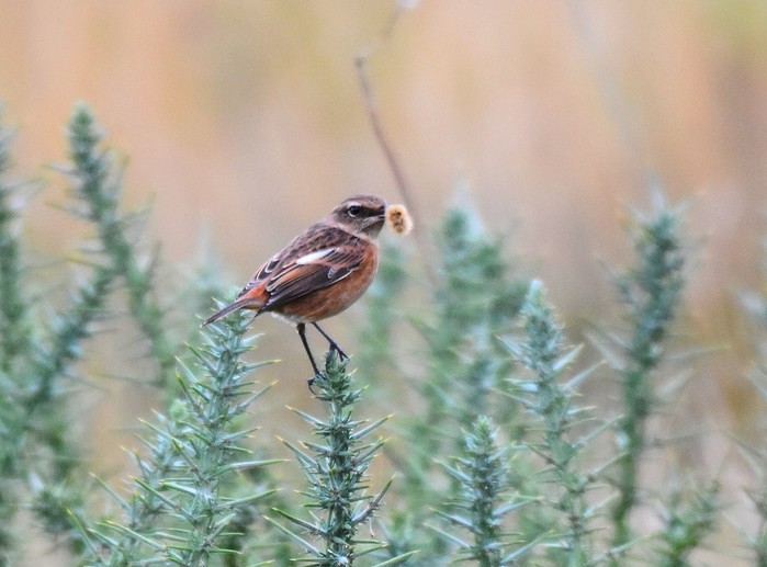 Siberian Stonechat