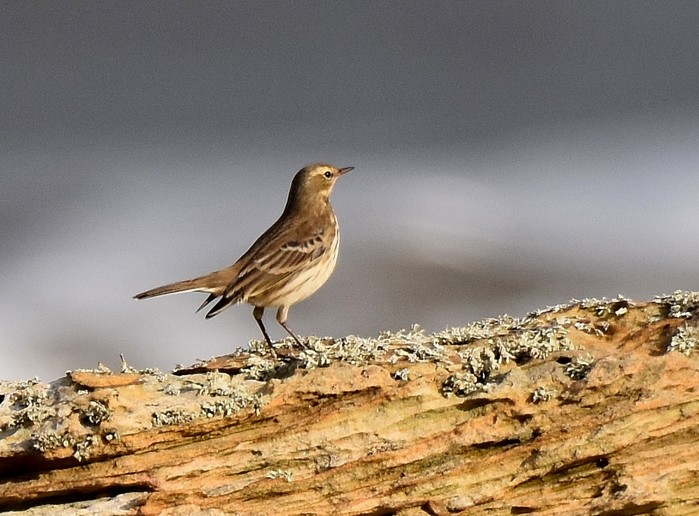 Water Pipit
