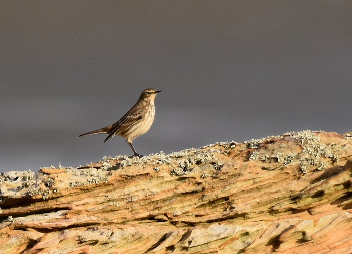 Water Pipit