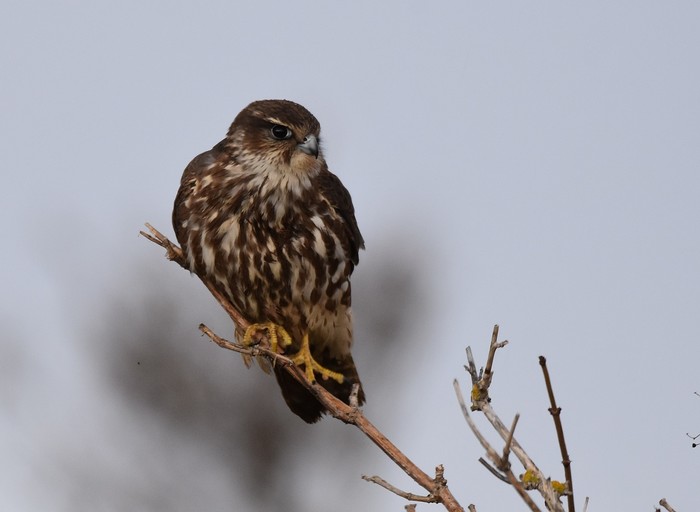 Merlin