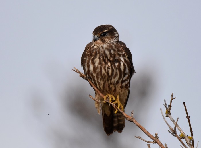 Merlin