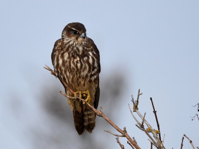Merlin