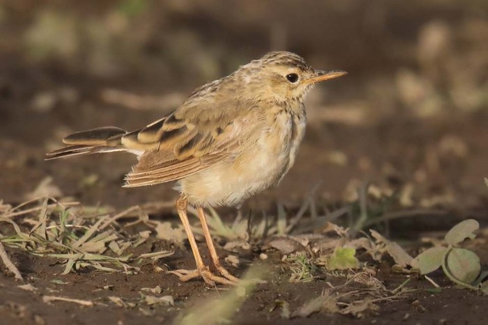 Paddyfield Pipit