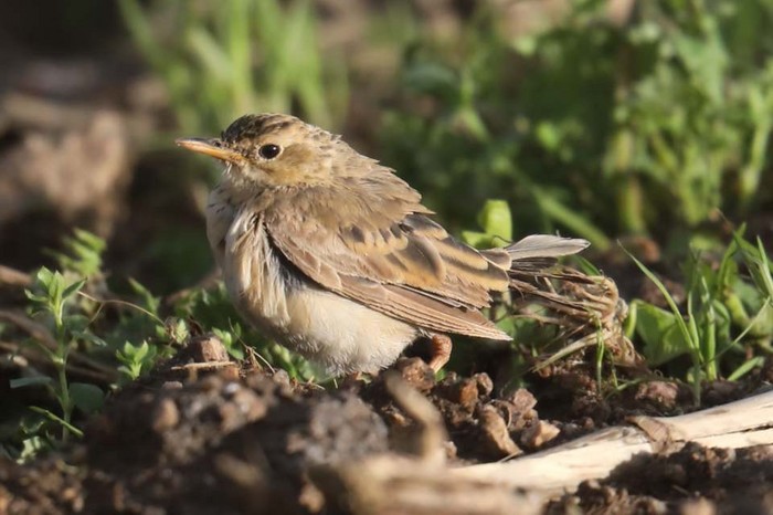 Paddyfield Pipit