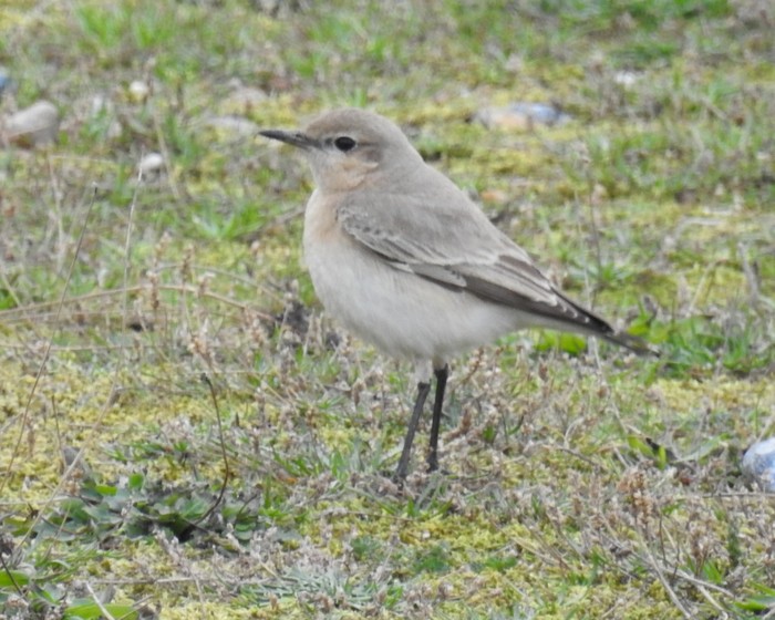 Isabelline Wheatear