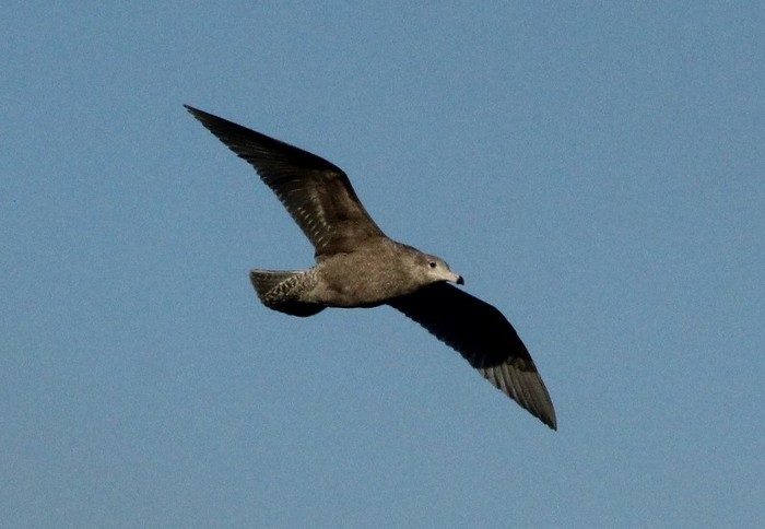 Glaucous Gull
