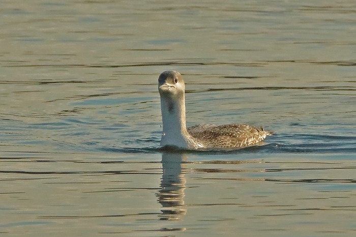 Red-throated Diver