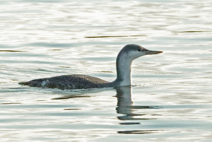 Red-throated Diver
