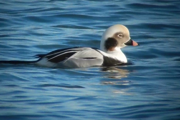 Long-tailed Duck