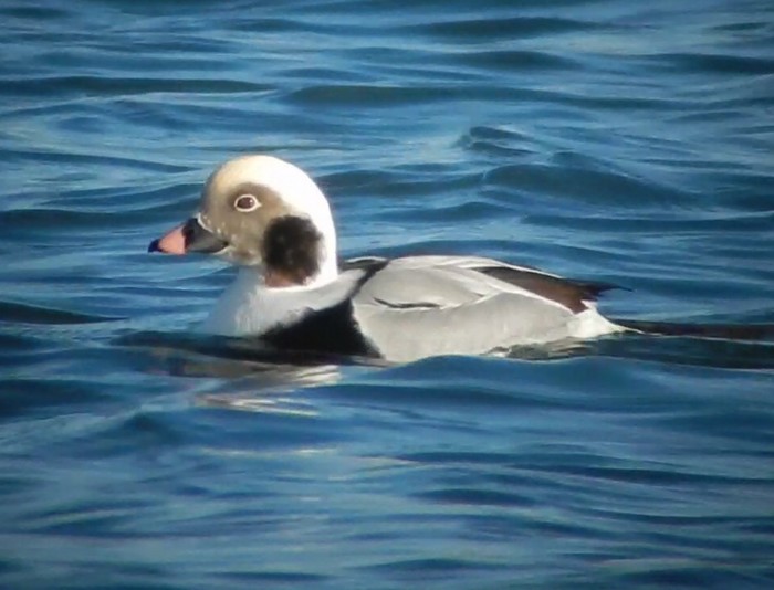 Long-tailed Duck