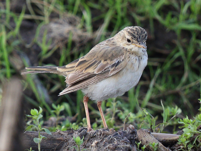 Paddyfield Pipit