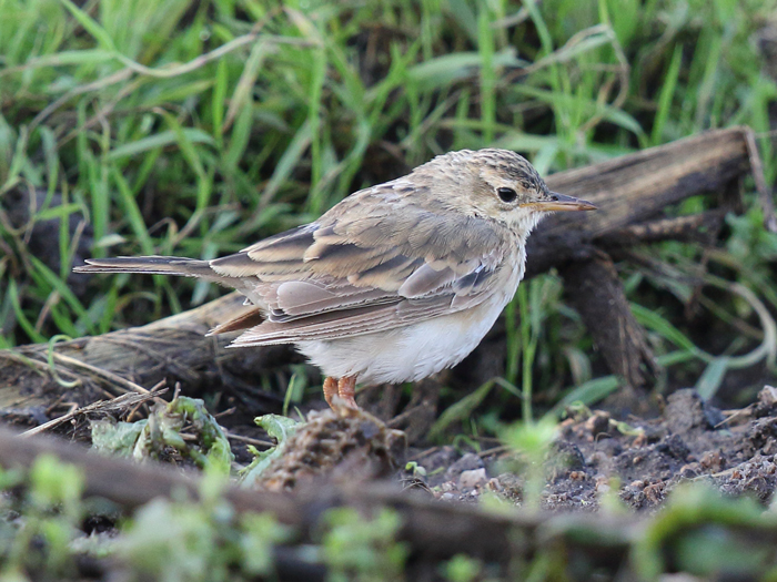 Paddyfield Pipit