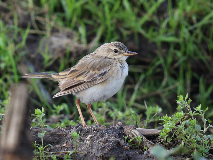 Paddyfield Pipit
