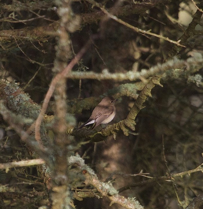 Red-breasted Flycatcher