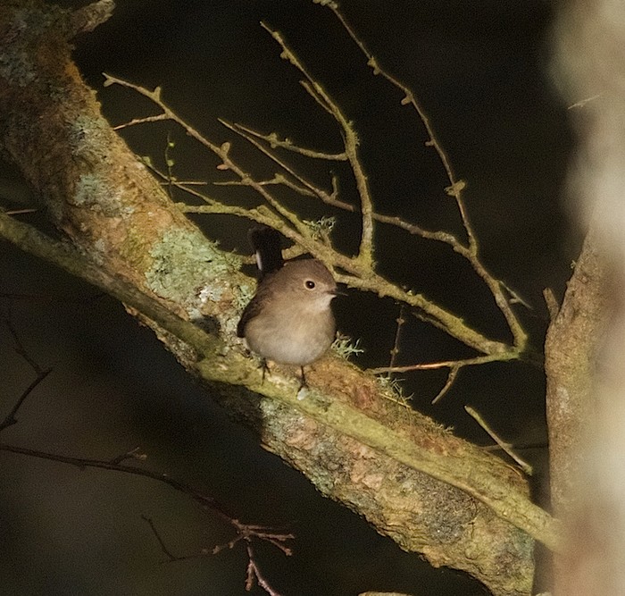 Red-breasted Flycatcher