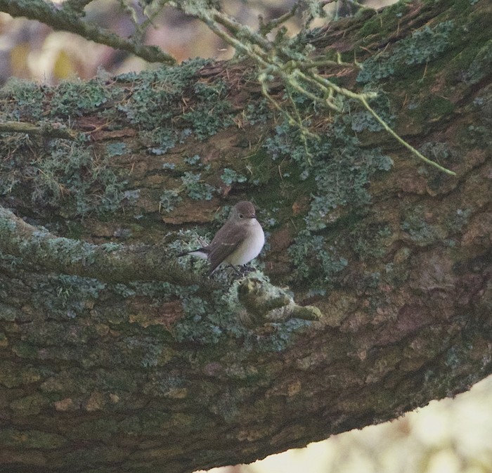 Red-breasted Flycatcher