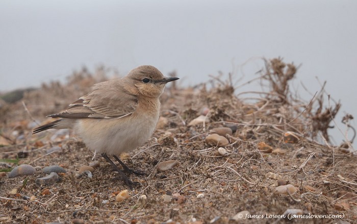 Isabelline Wheatear