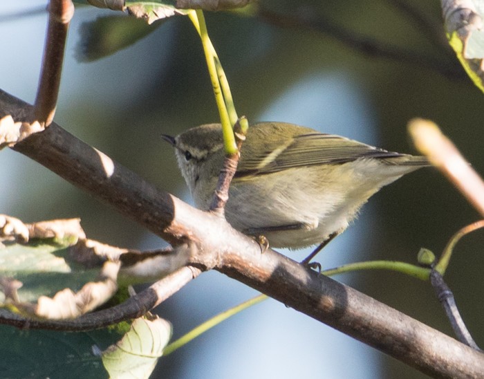 Hume's Warbler