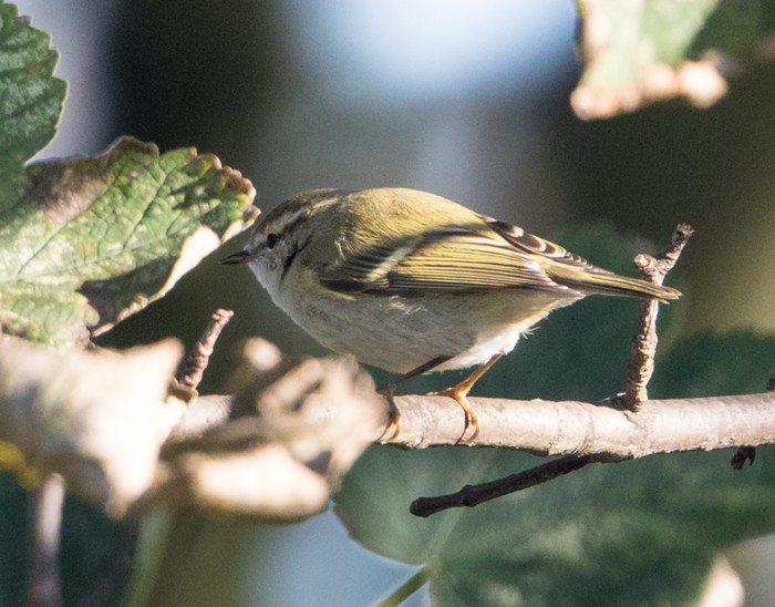 Hume's Warbler