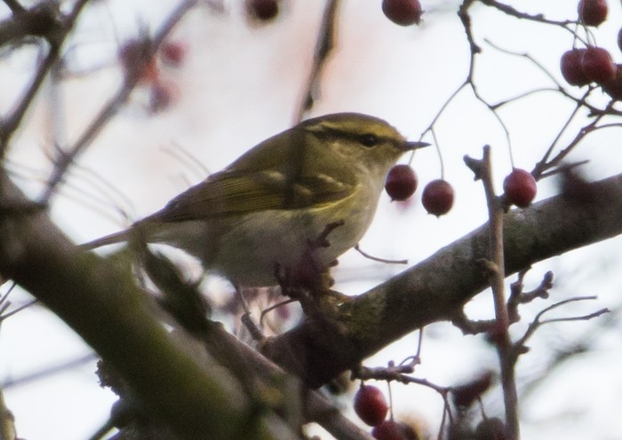 Pallas's Warbler