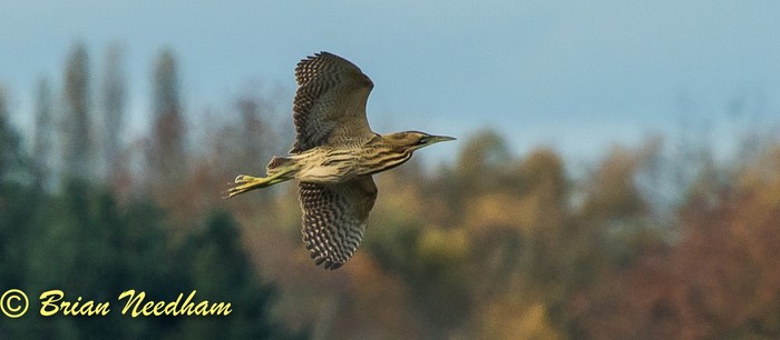 Bittern