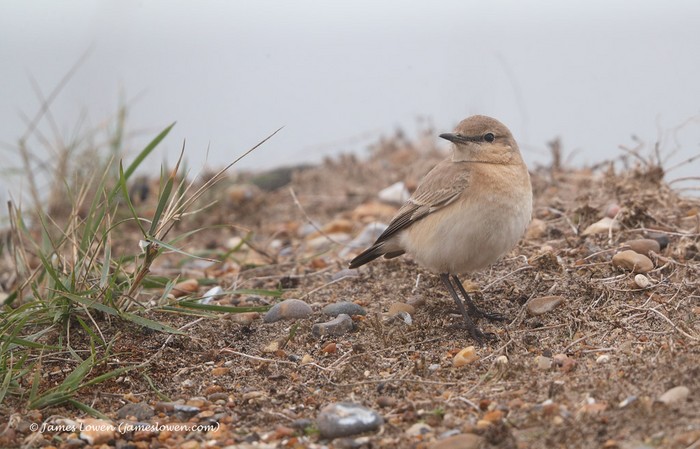 Isabelline Wheatear