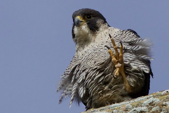 Peregrine