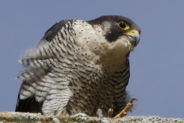 Peregrine