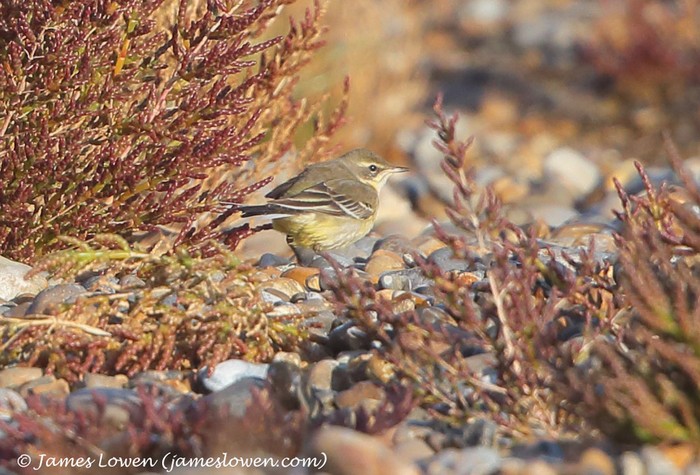 Eastern Yellow Wagtail