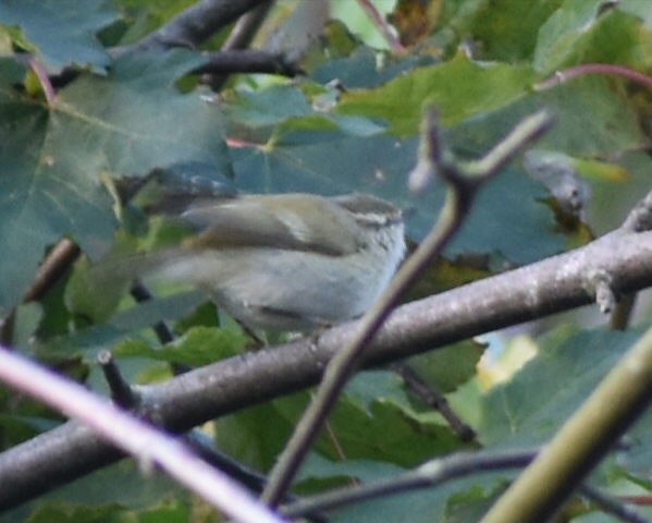 Hume's Warbler