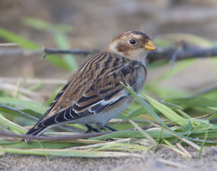 Snow Bunting