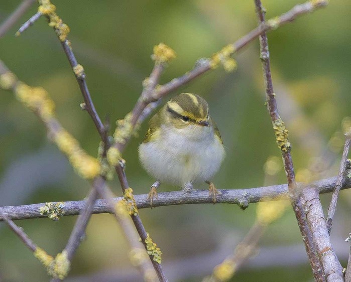 Pallas's Warbler